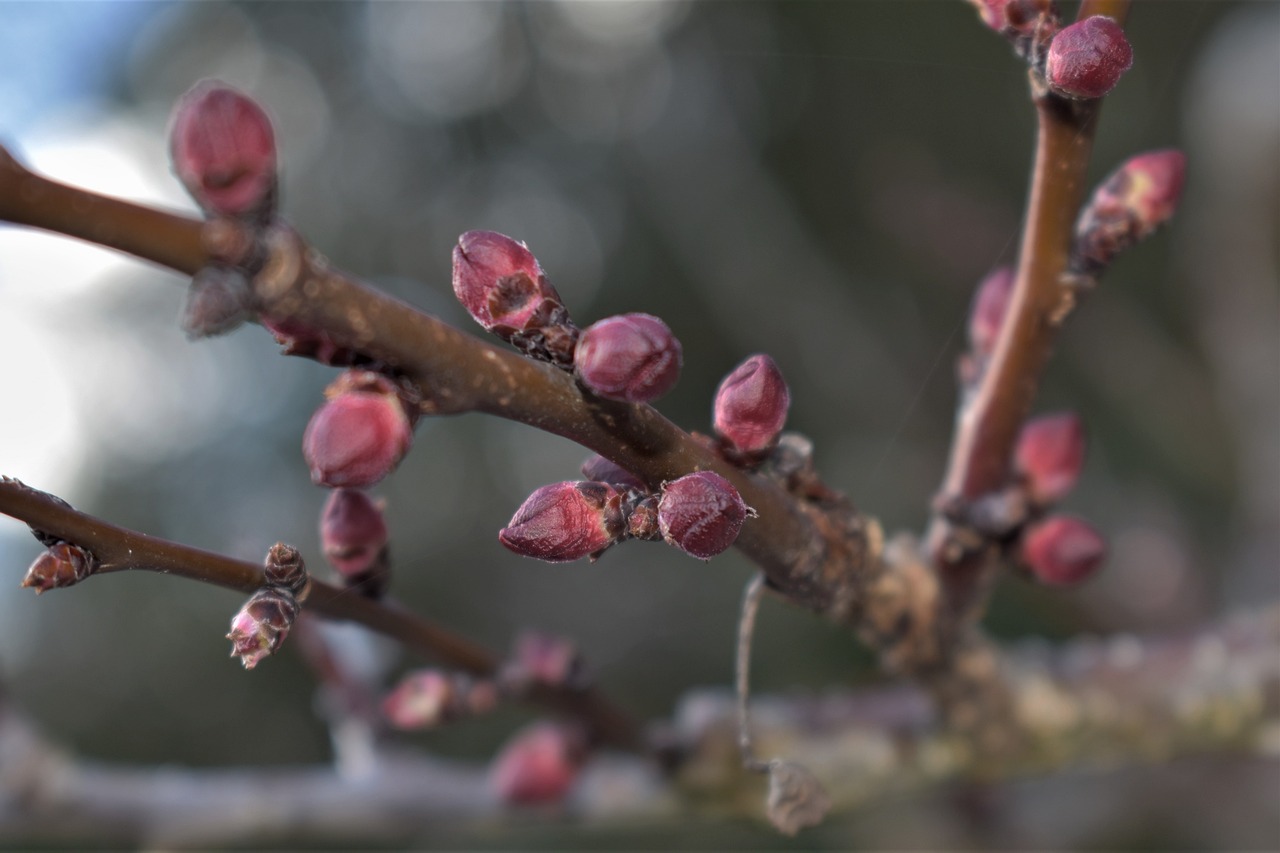 apricot-tree-4041938_1280
