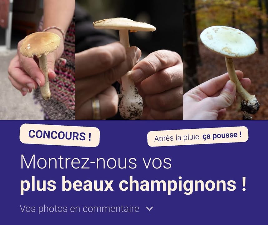 Le Comptoir